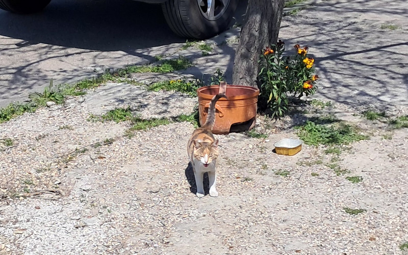 Eu, cu mine şi Mâțu șchiop