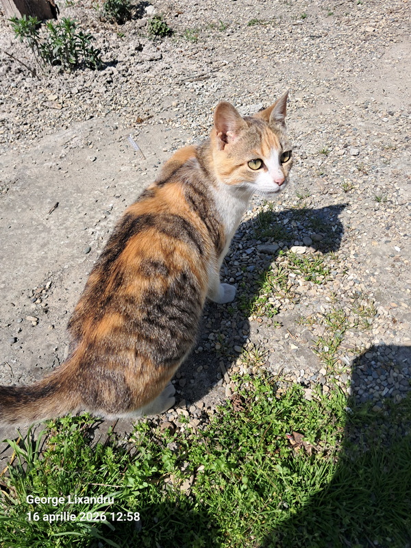 Eu, cu mine şi Mâțu șchiop